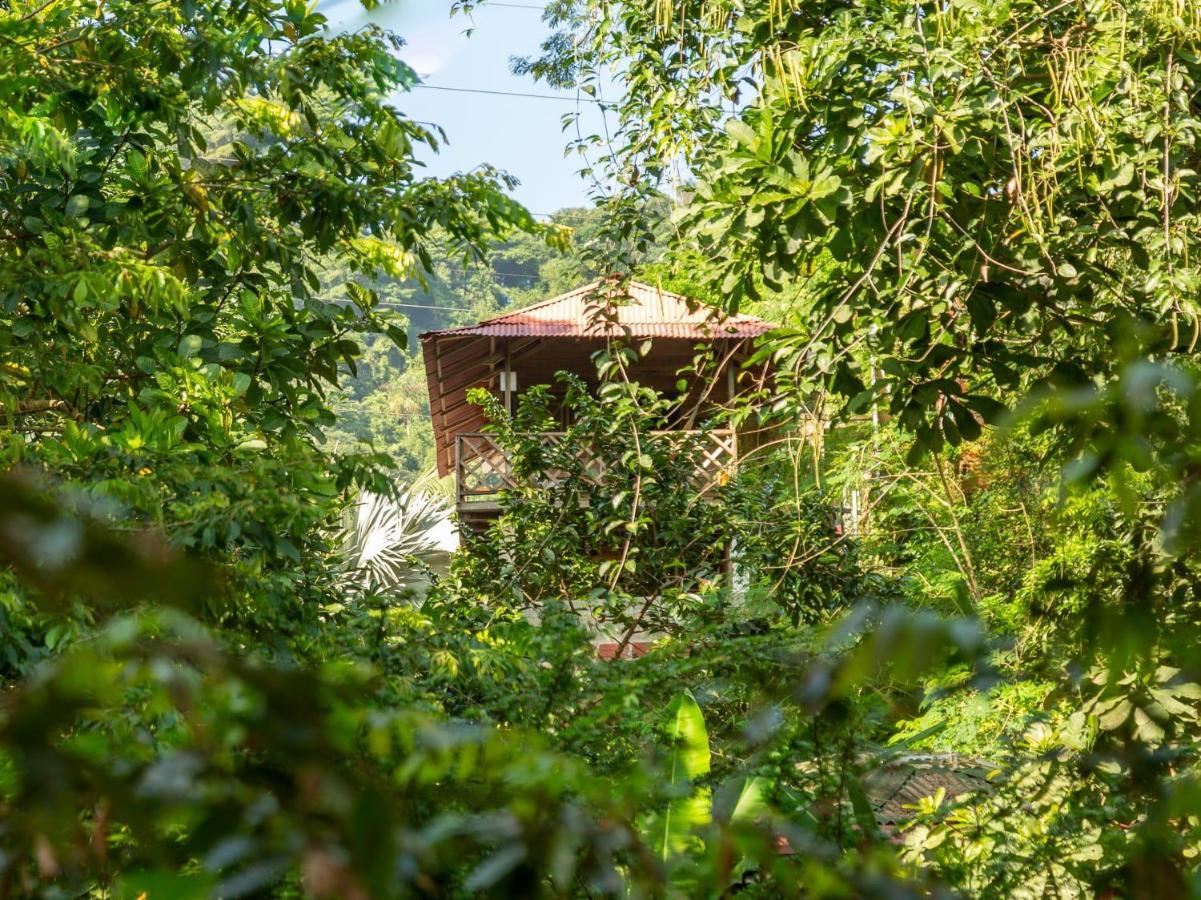 Deep Forest Posadas Ecoturisticas 엘 자이노 외부 사진